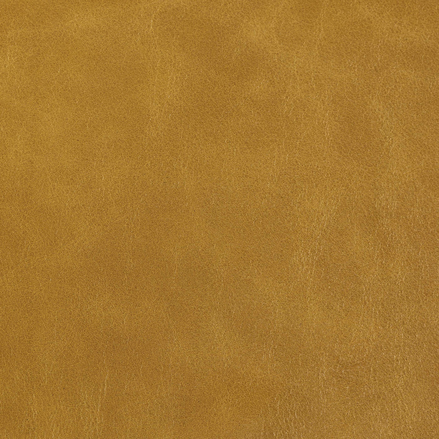 Old English Daffodil