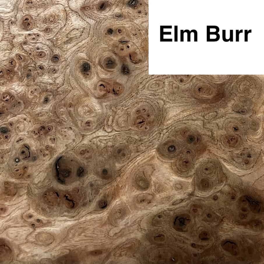 Elm Burr 2