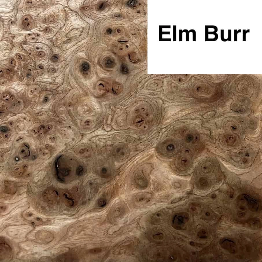 Elm Burr 2